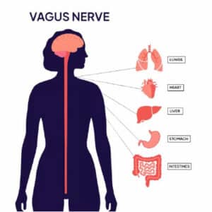 Understanding the Vagus Nerve