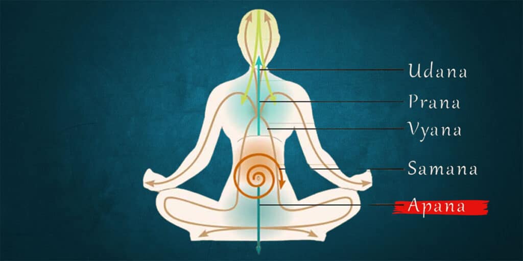 Understanding Apāna Vāyu – The Second of the Pancha Pranas
